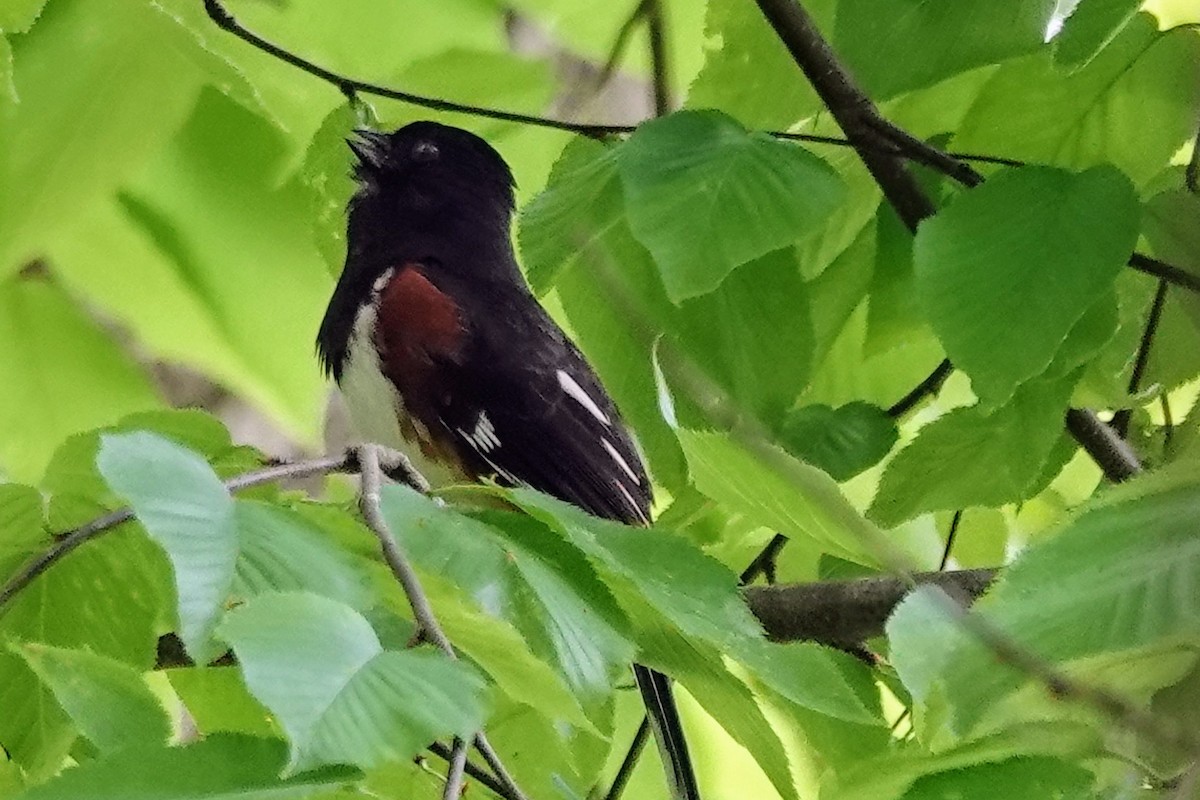 Eastern Towhee - ML636534240