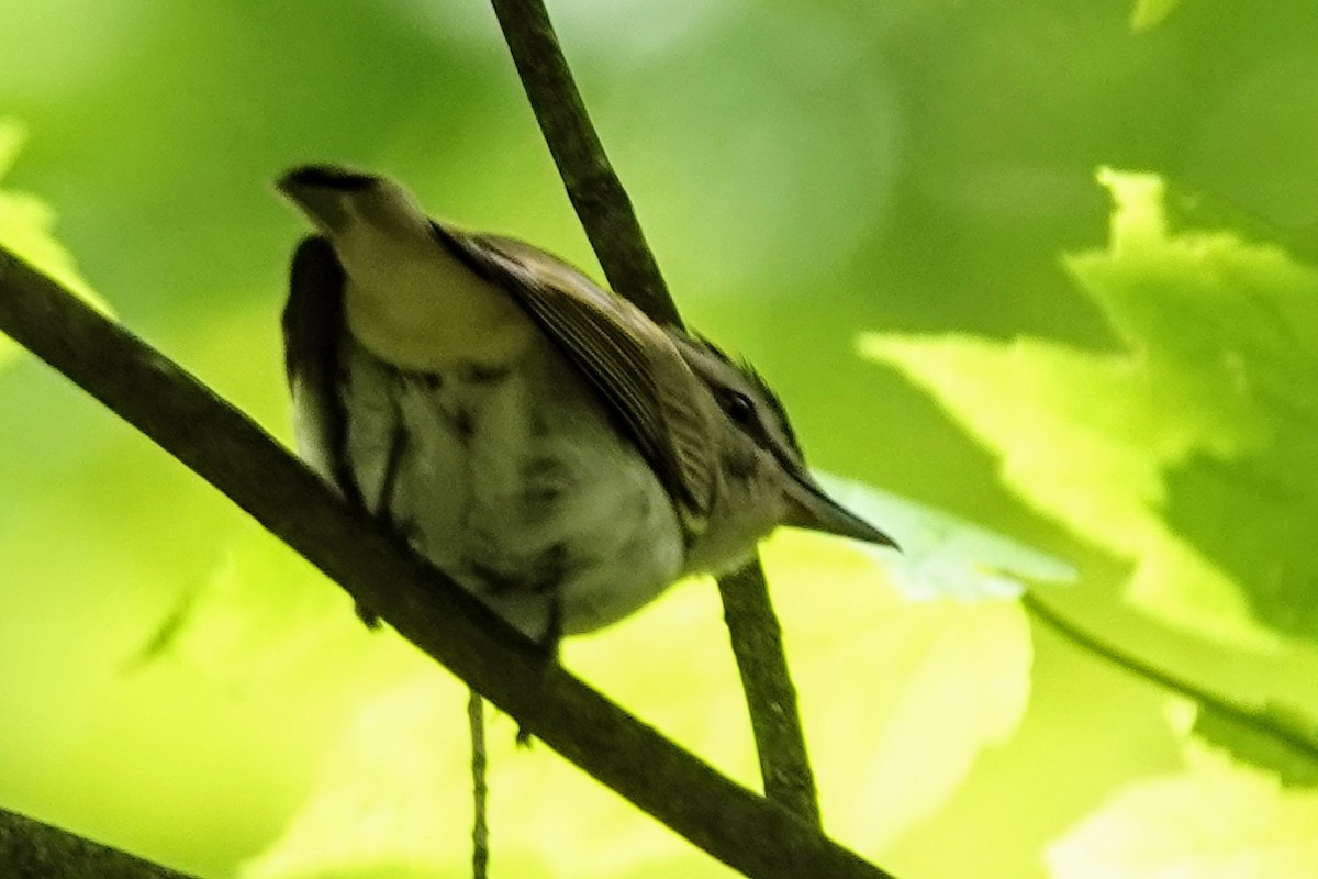 Bireo begigorria - ML636534253