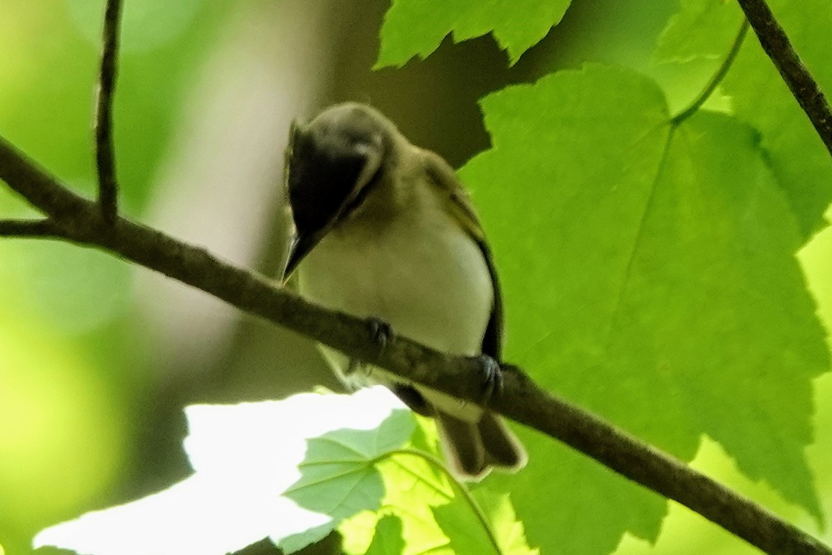 Bireo begigorria - ML636534254