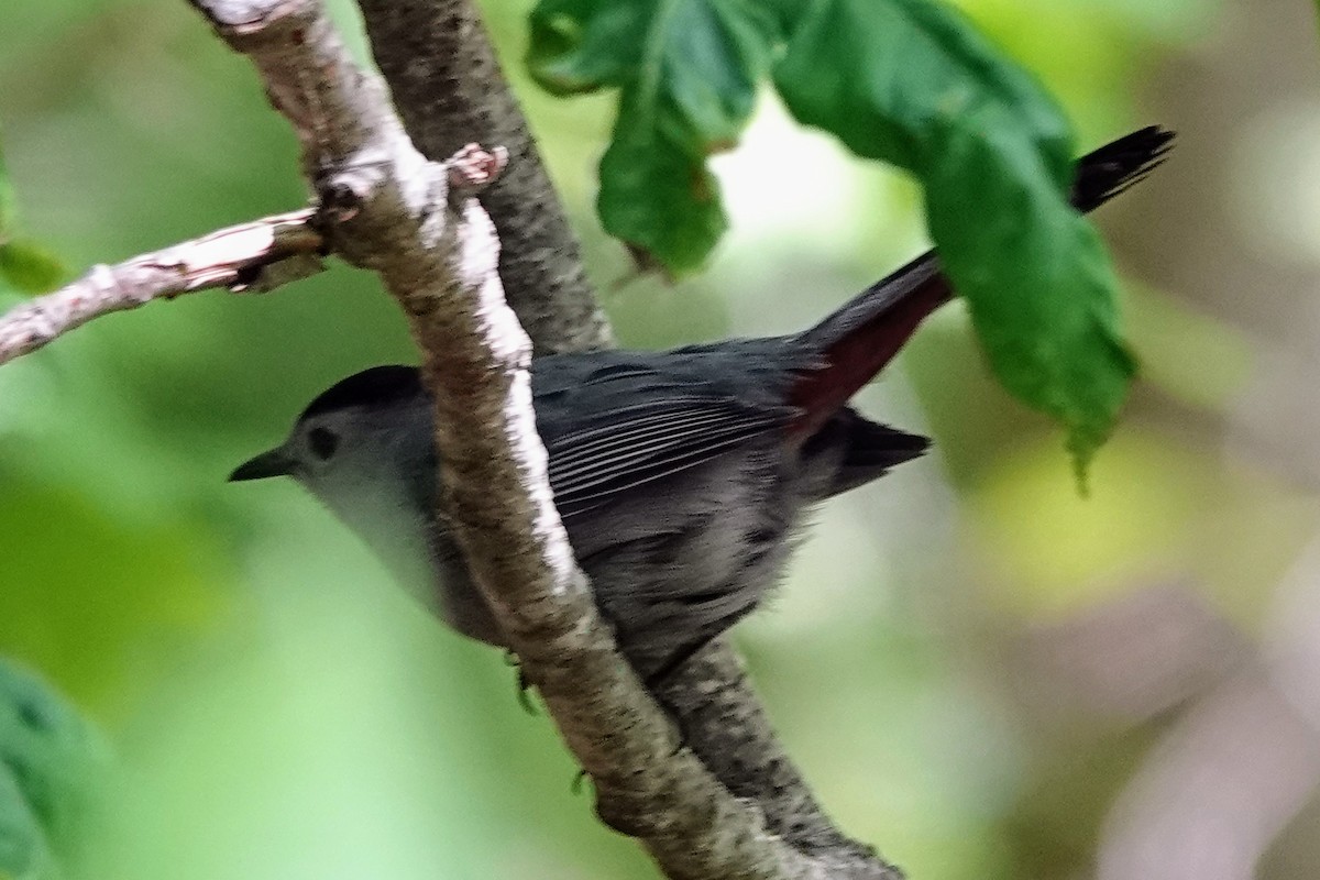 Miaulari grisa - ML636534263