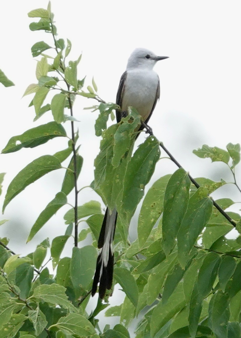 Scissor-tailed Flycatcher - ML636534270
