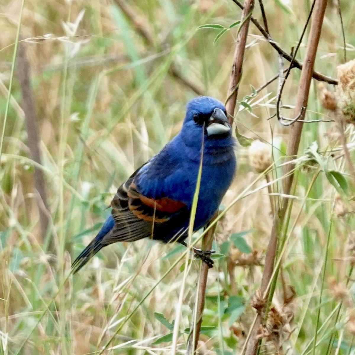 Blue Grosbeak - ML636534281