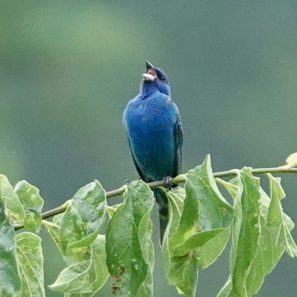 Indigo Bunting - ML636534284