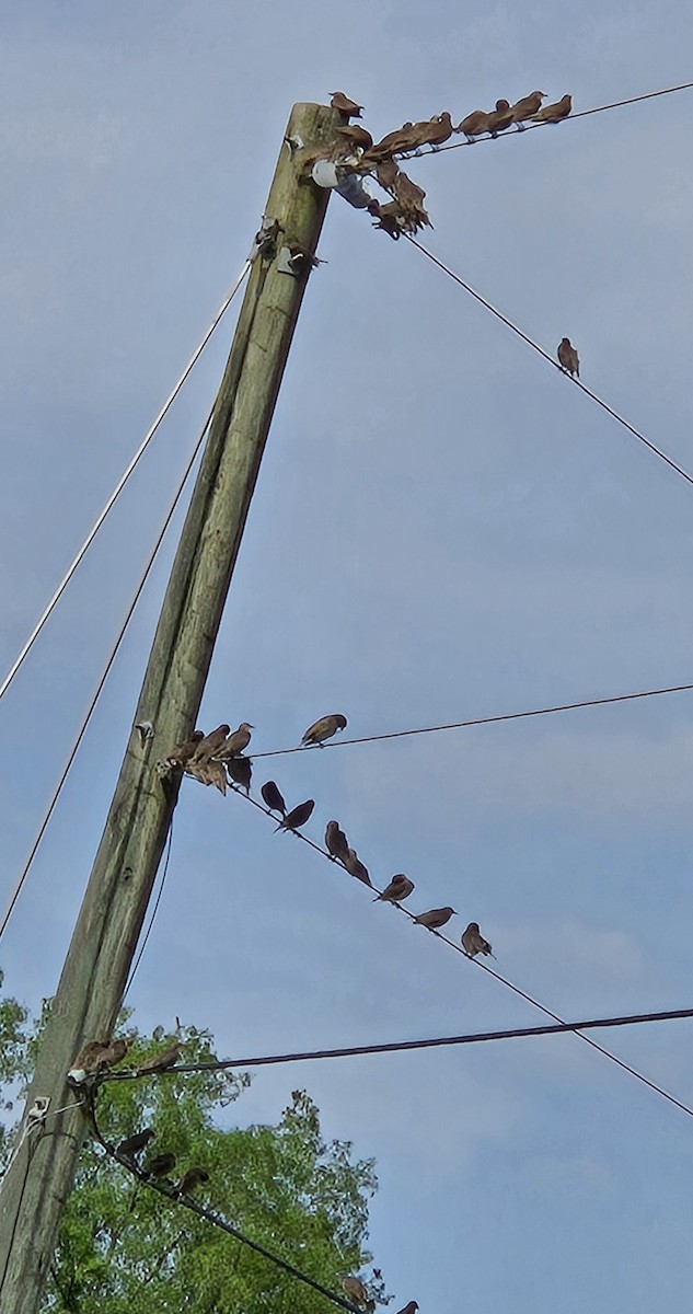 European Starling - ML636534311