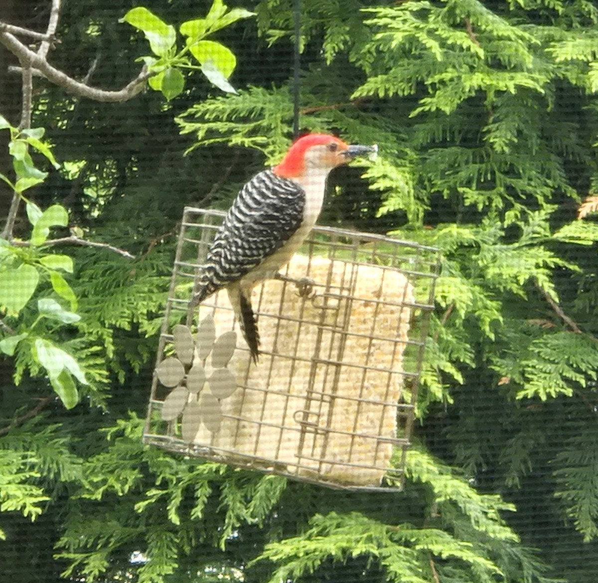 Red-bellied Woodpecker - ML636534342