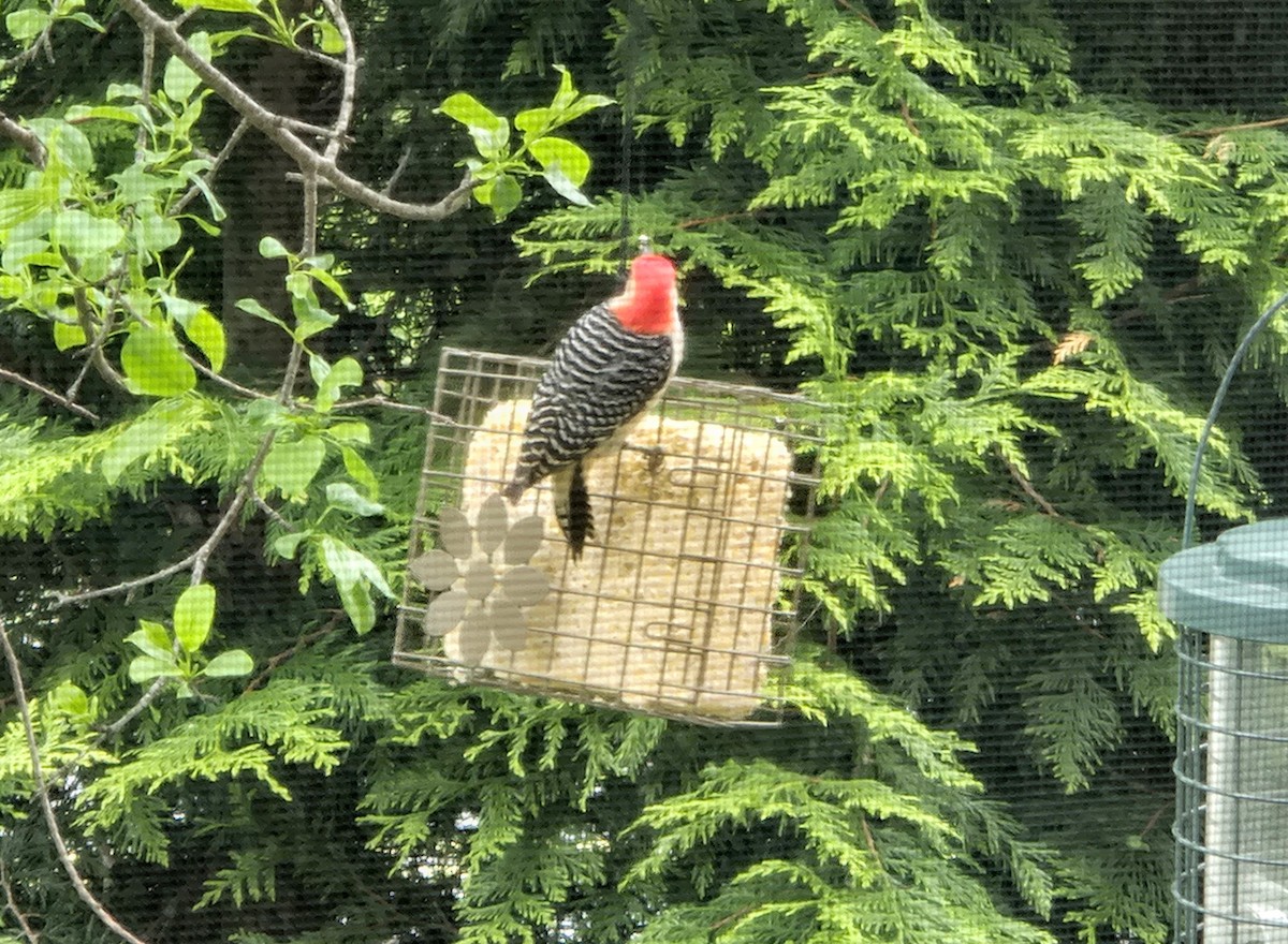 Red-bellied Woodpecker - ML636534343