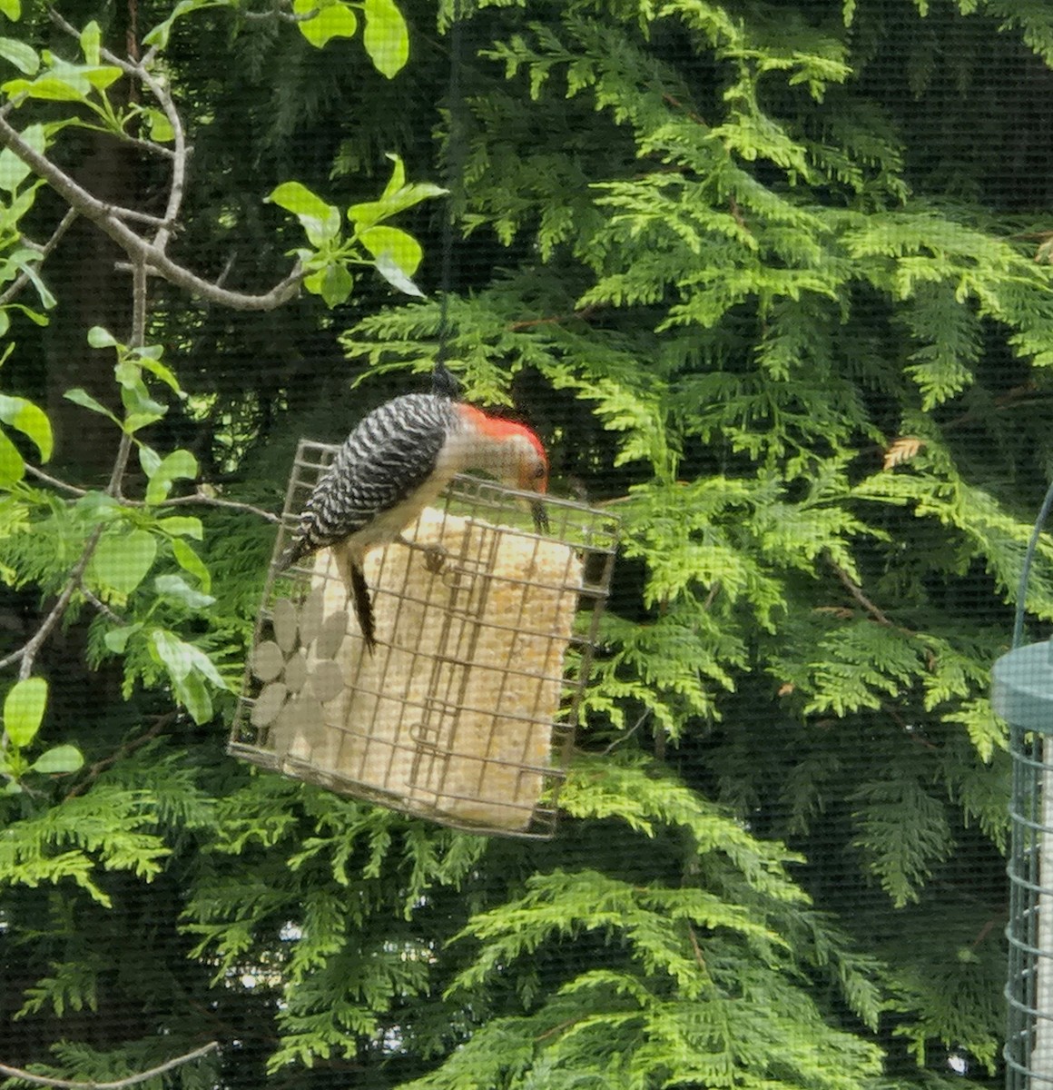Red-bellied Woodpecker - ML636534344