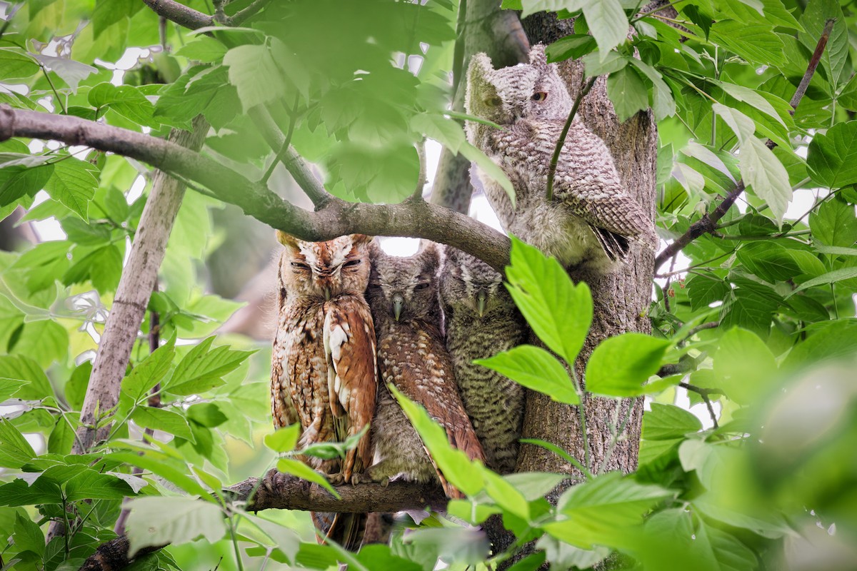 Eastern Screech-Owl - ML636534354