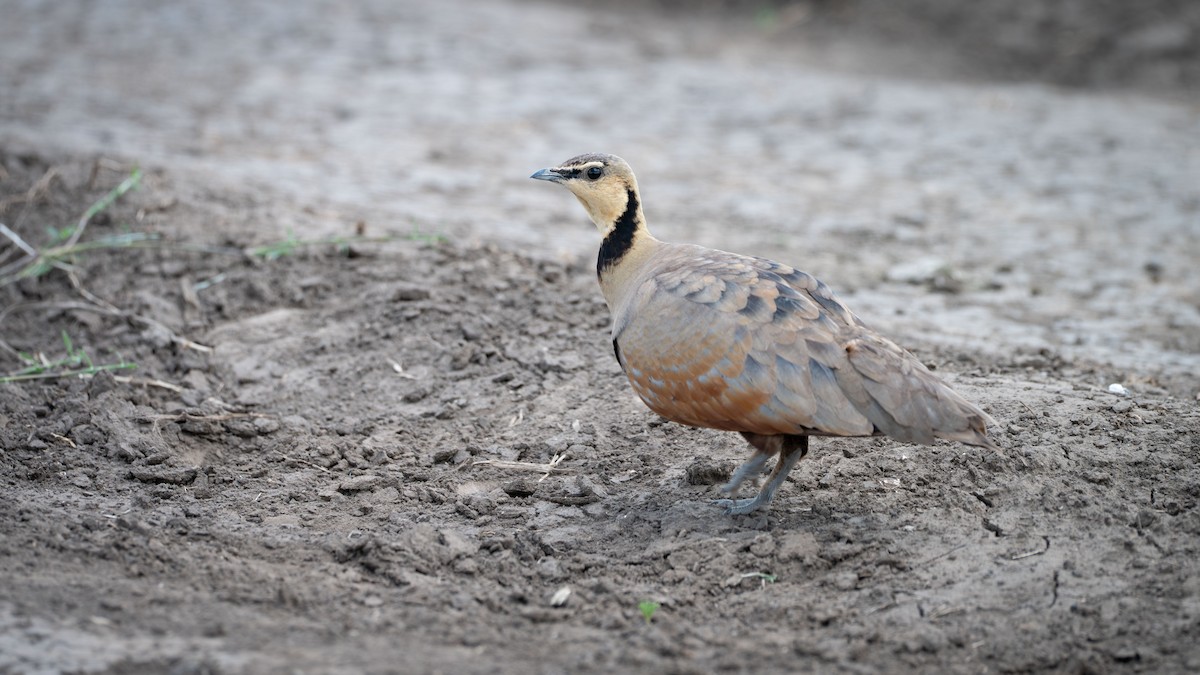 Yellow-throated Sandgrouse - ML636534488