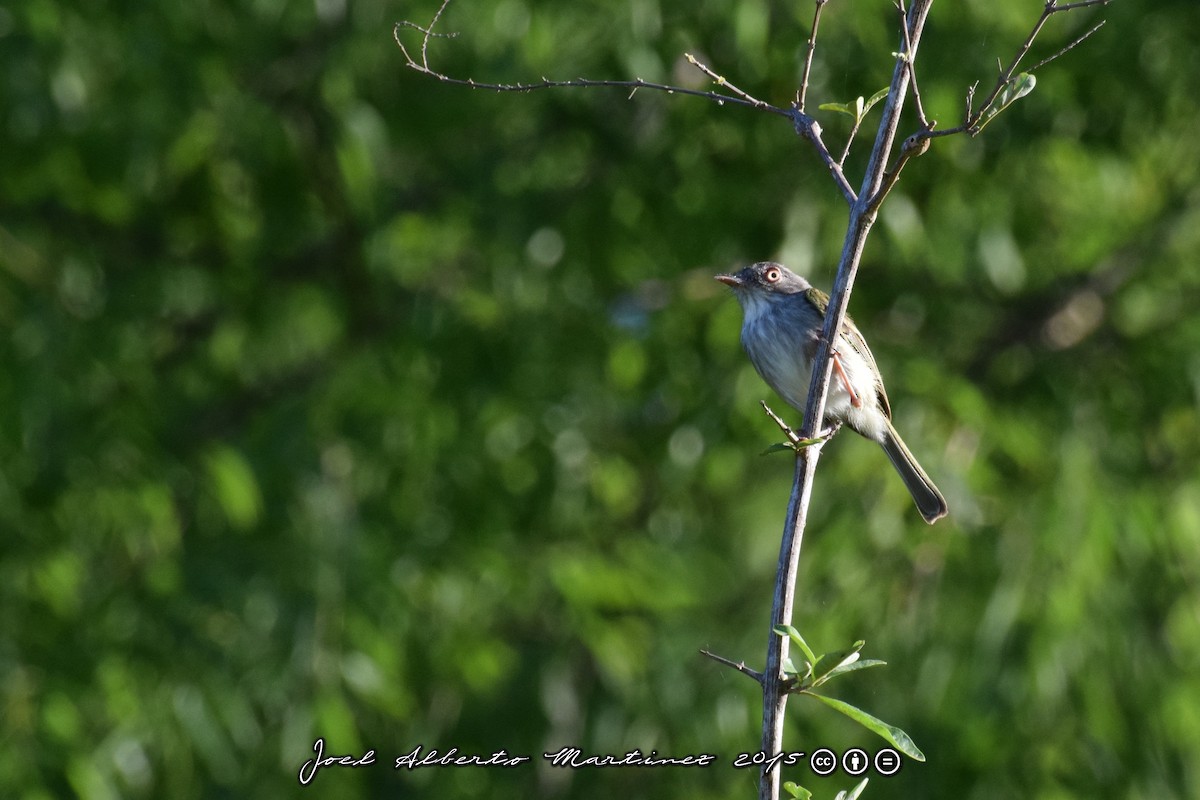 Pearly-vented Tody-Tyrant - ML63653451