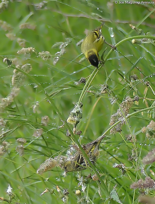 Eurasian Siskin - ML636534538