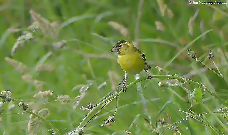 Eurasian Siskin - ML636534539