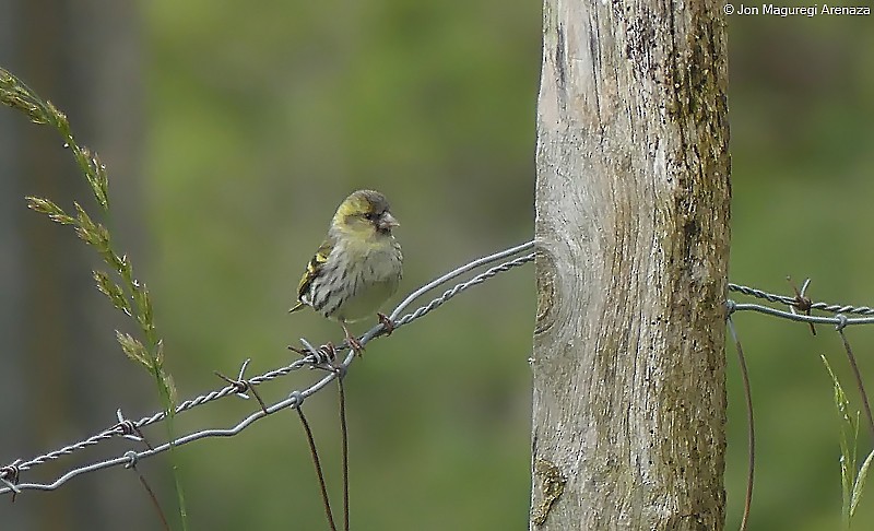 Eurasian Siskin - ML636534540