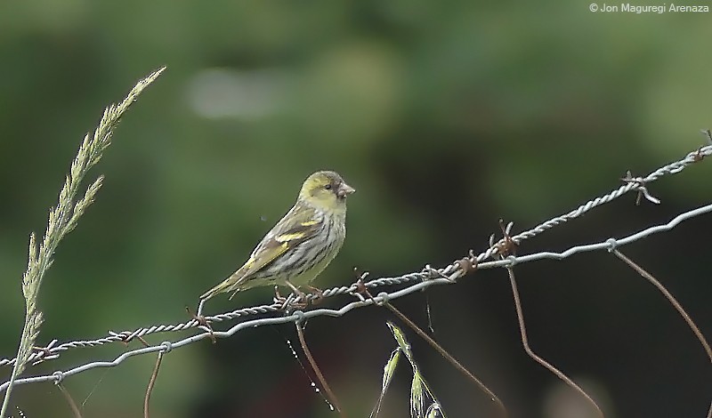 Eurasian Siskin - ML636534541