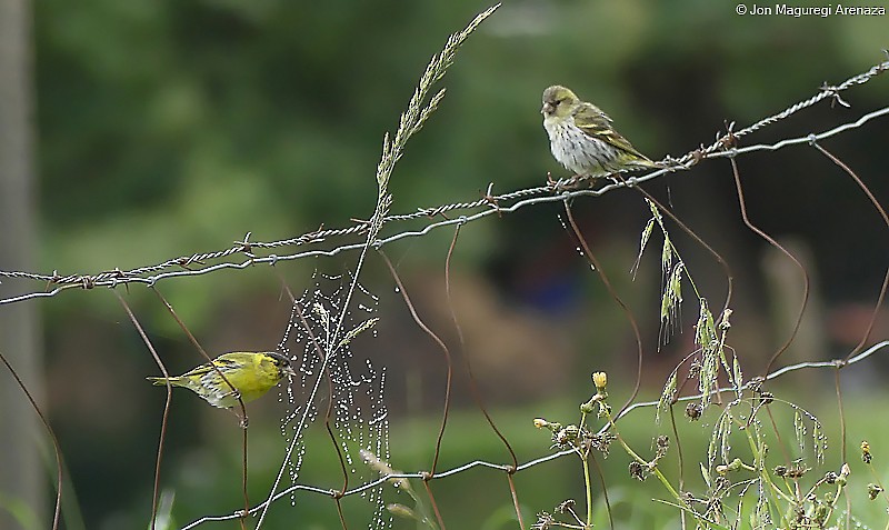 Eurasian Siskin - ML636534542