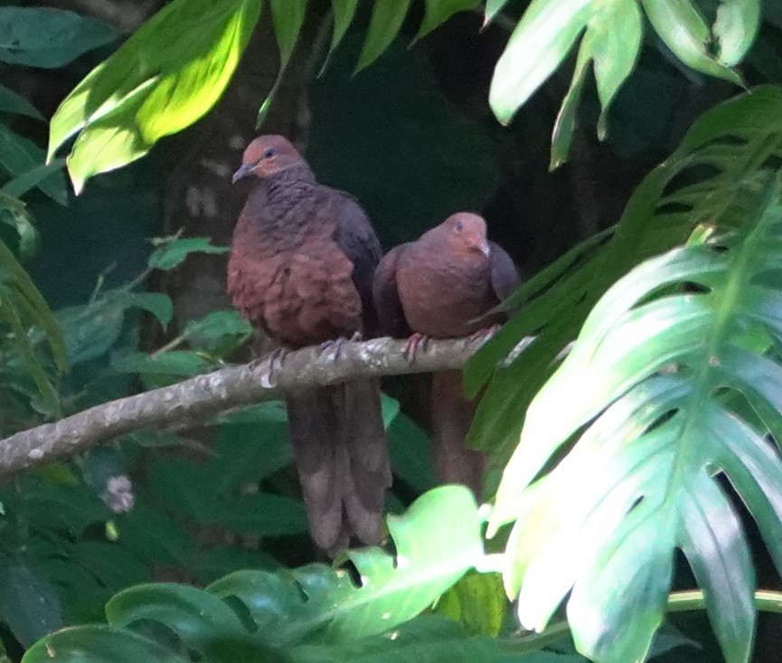 Philippine Cuckoo-Dove - ML636534733