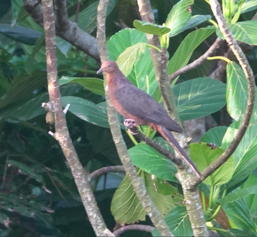 Philippine Cuckoo-Dove - ML636534734