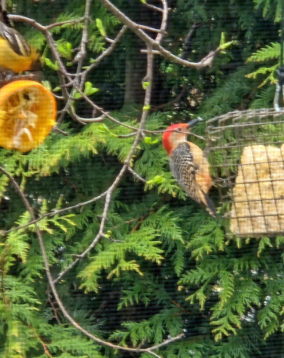 Red-bellied Woodpecker - ML636534786