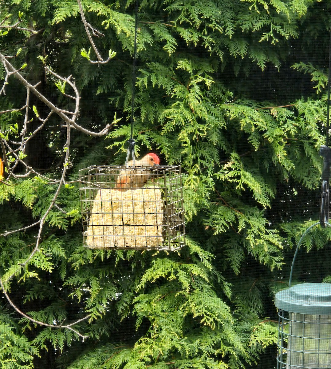 Red-bellied Woodpecker - ML636534787