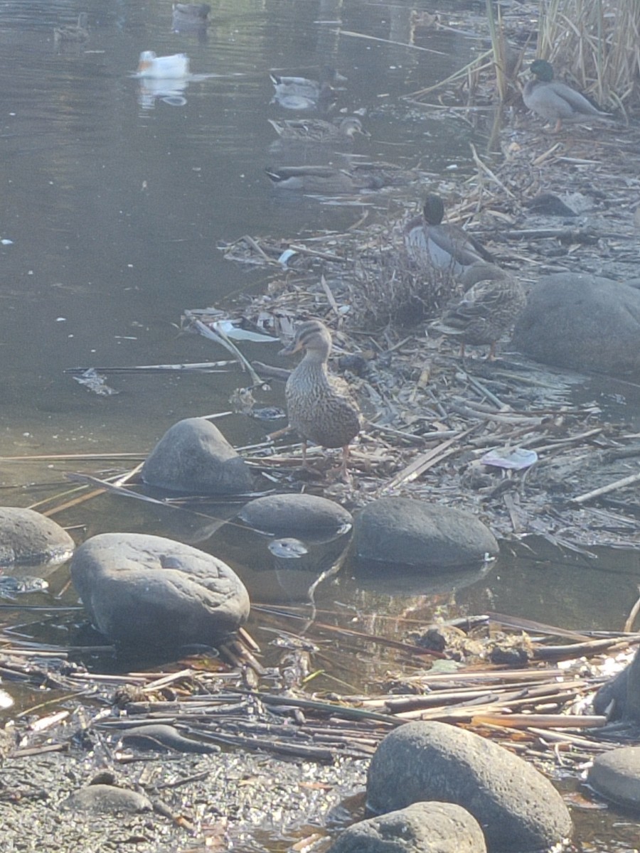 Canard colvert - ML636534852