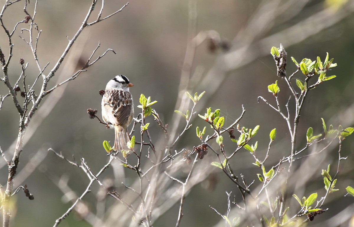 ミヤマシトド - ML636534862