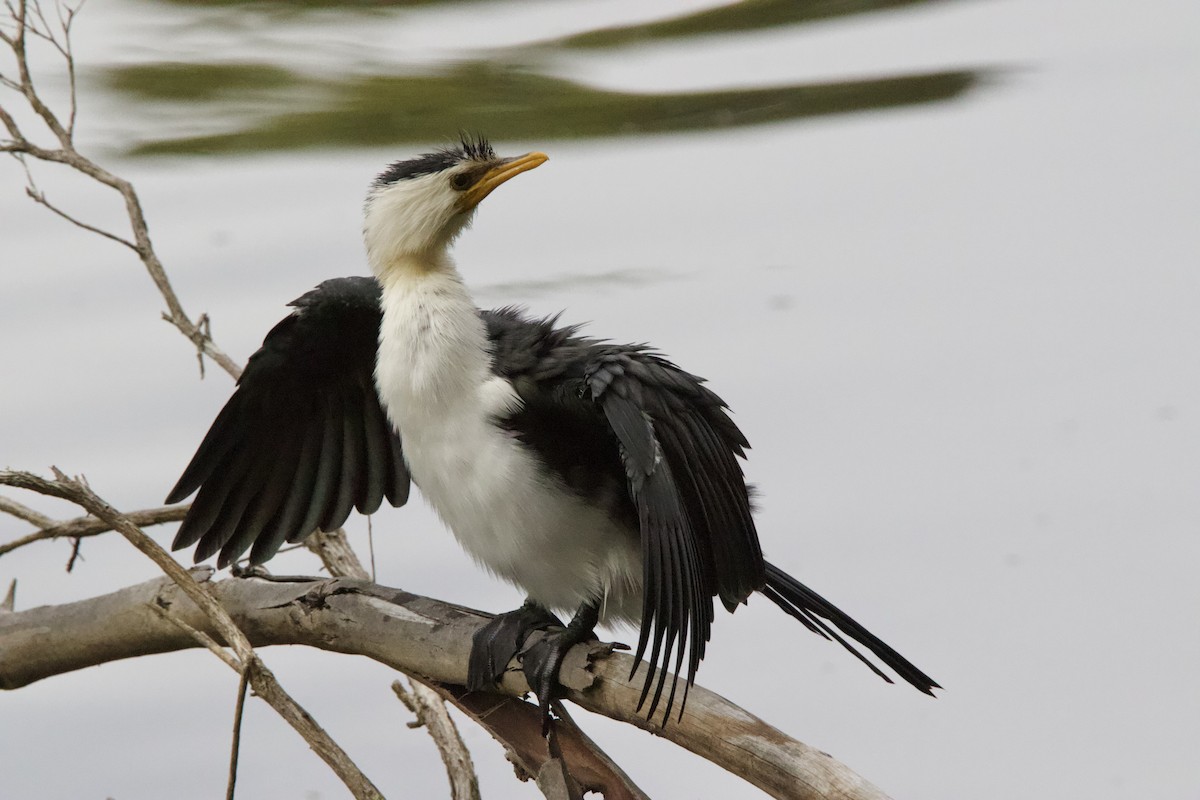 Little Pied Cormorant - ML636534868