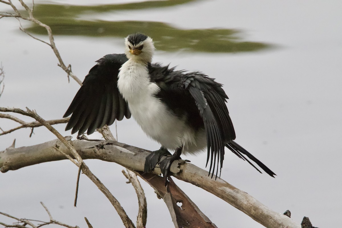 Little Pied Cormorant - ML636534869
