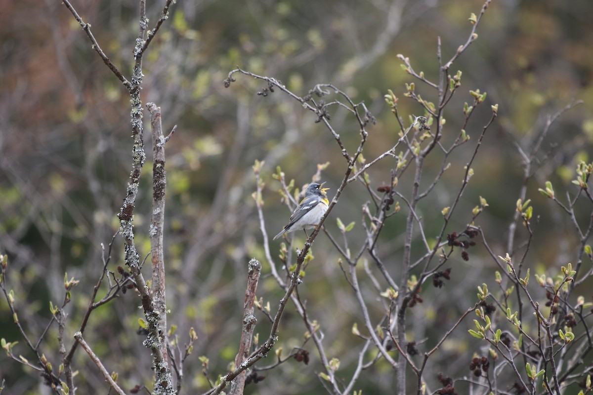 アサギアメリカムシクイ - ML636534874