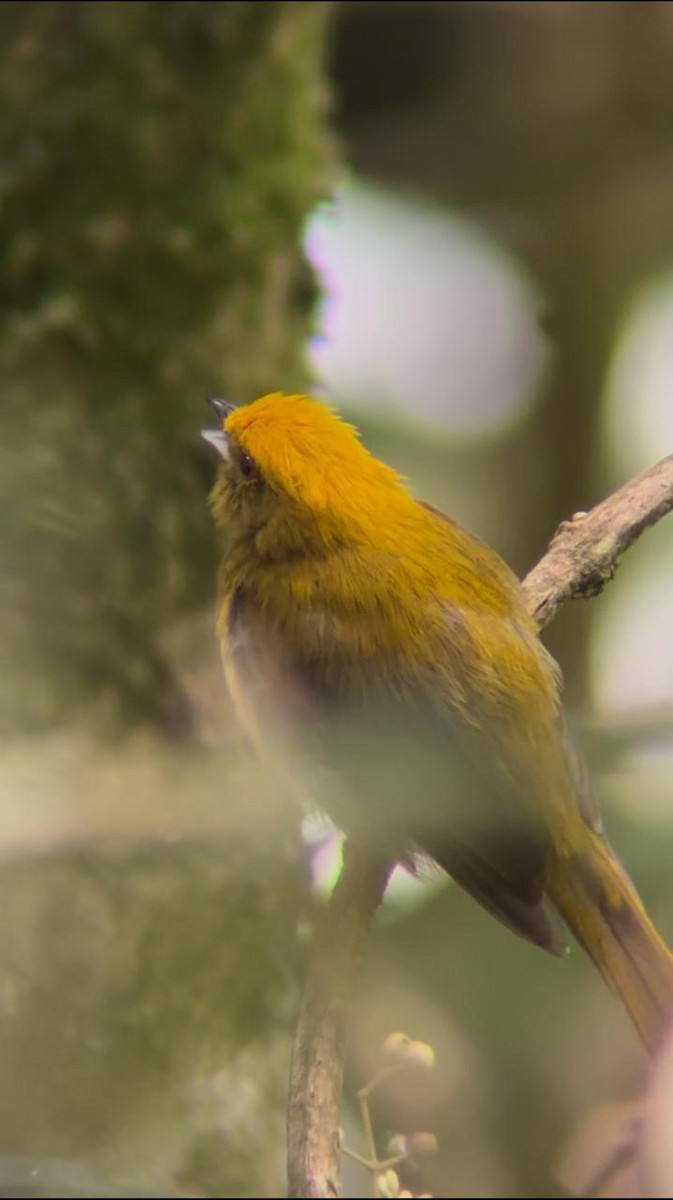 Yellow-headed Manakin - ML636534879