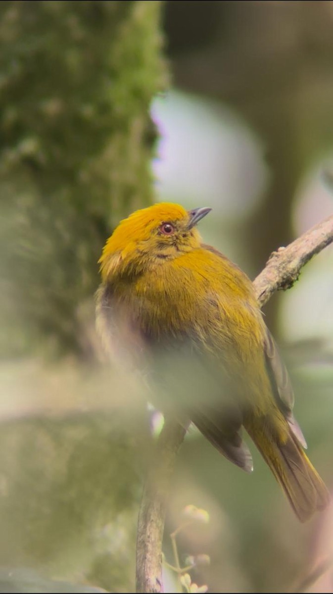 Yellow-headed Manakin - ML636534881