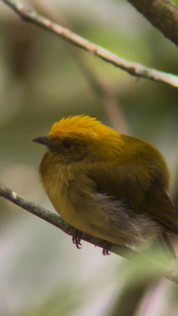 Yellow-headed Manakin - ML636534884