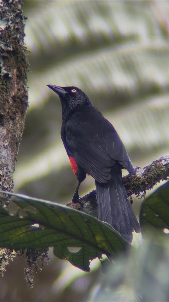Red-bellied Grackle - ML636534894