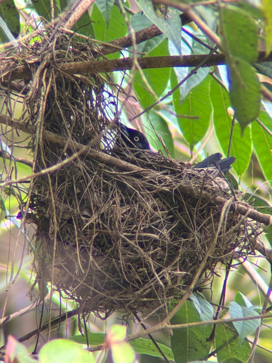 Red-bellied Grackle - ML636534896