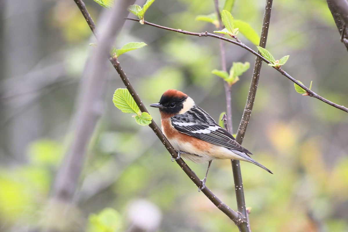 クリイロアメリカムシクイ - ML636534897