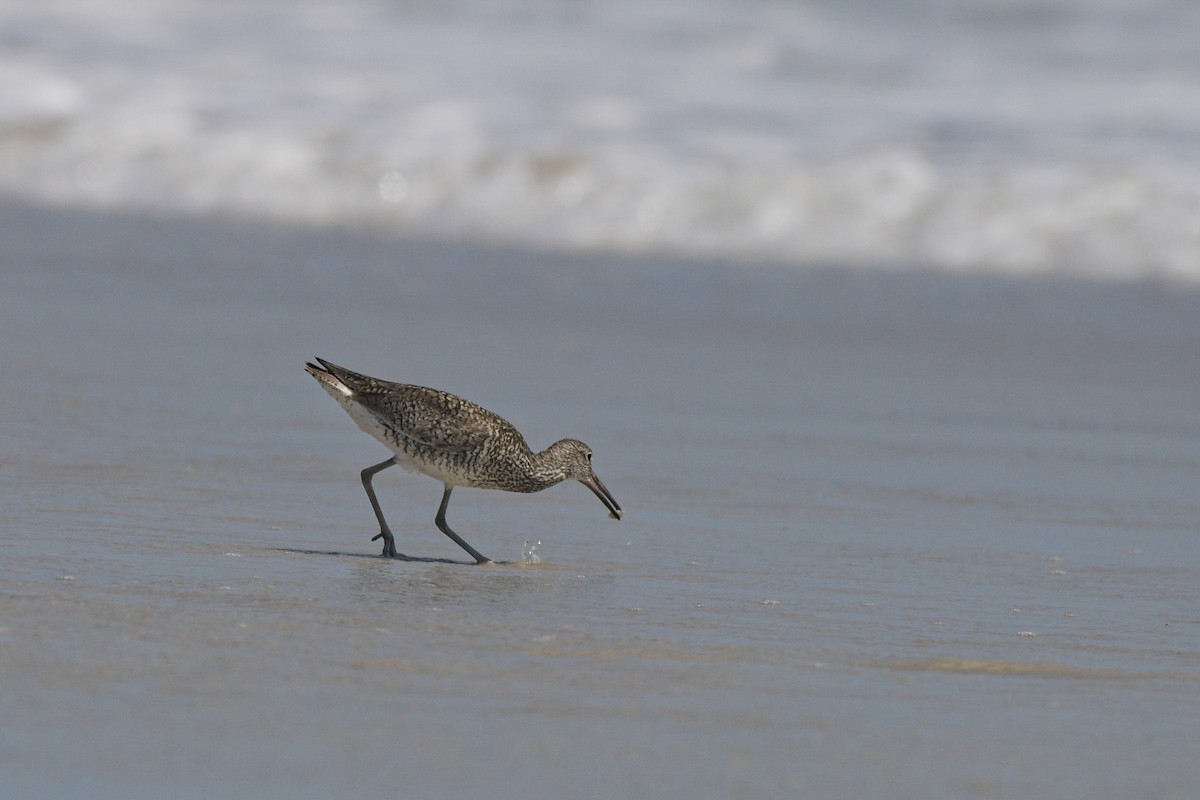 Willet - ML636535119