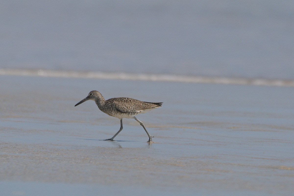 Willet - ML636535120