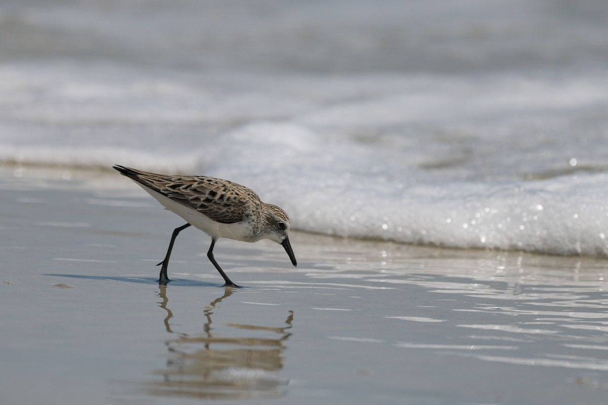 Semipalmated Sandpiper - ML636535173