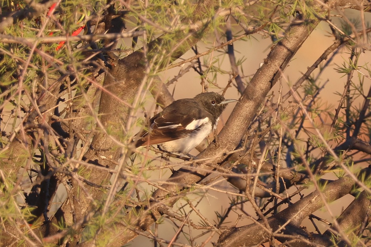 Pied Honeyeater - ML636535194