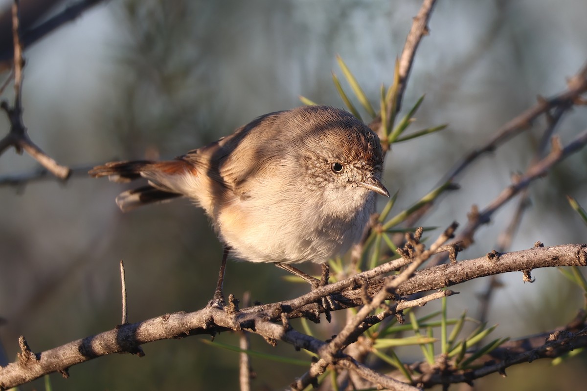 Chestnut-rumped Thornbill - ML636535210