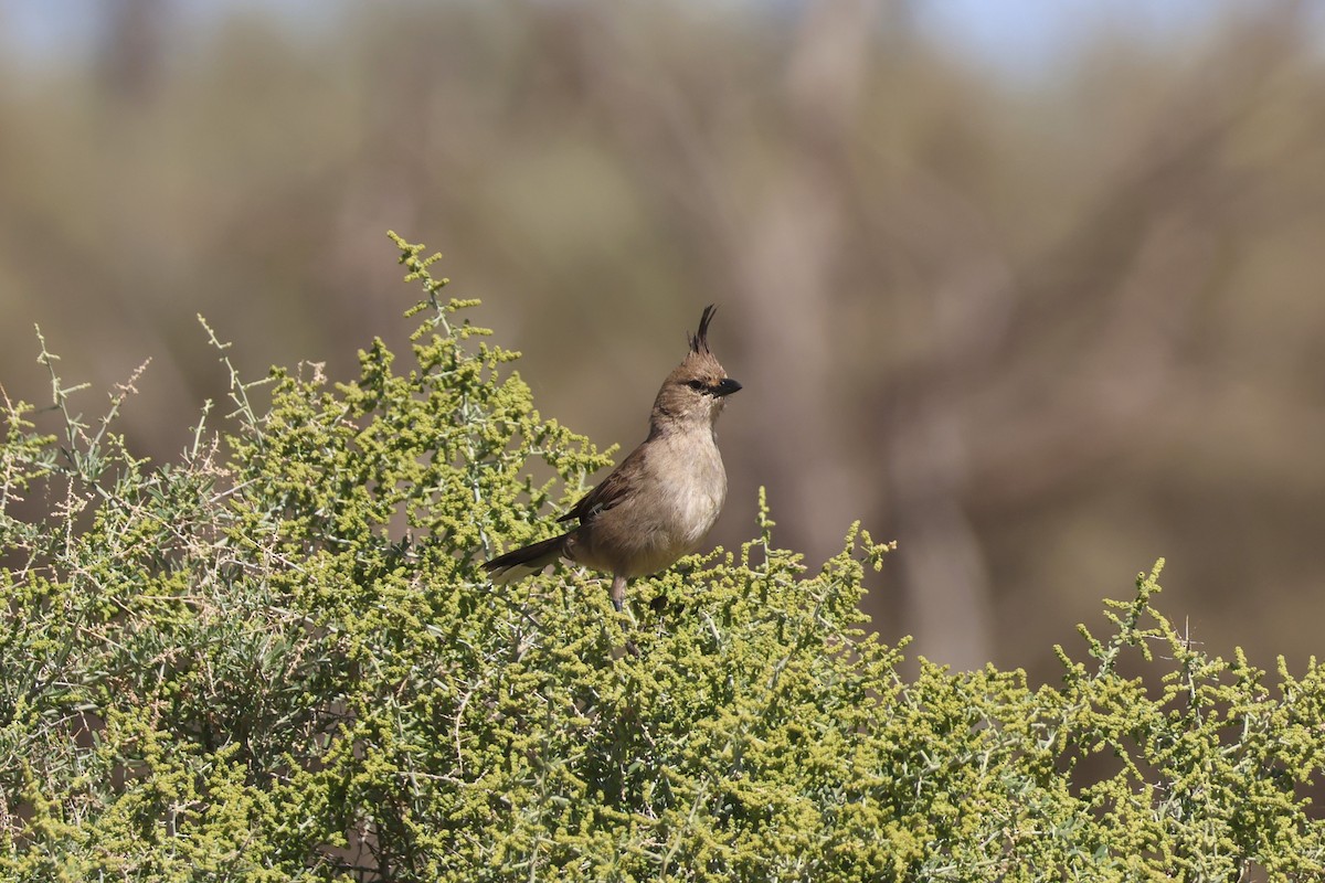 Chiming Wedgebill - ML636535224