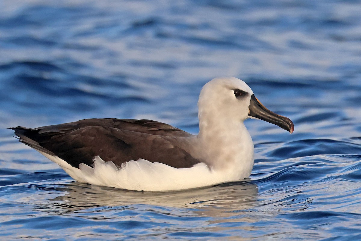 Albatros Picofino Atlántico - ML636535256
