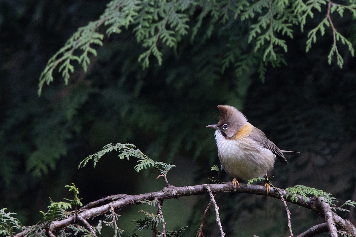 Yuhina Bigotuda - ML636535278