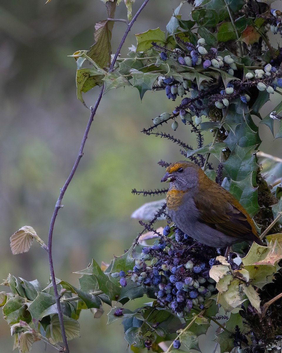 Crimson-browed Finch - ML636535352