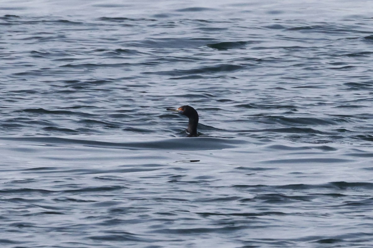 Red-faced Cormorant - ML636535361
