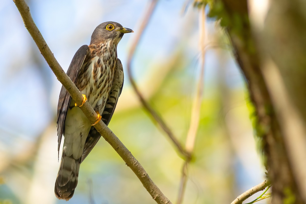 Hodgson's Hawk-Cuckoo - ML636535462