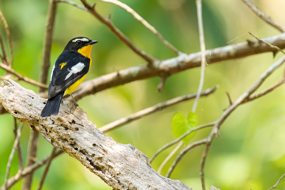 Даурская желтоспинная мухоловка - ML636535468