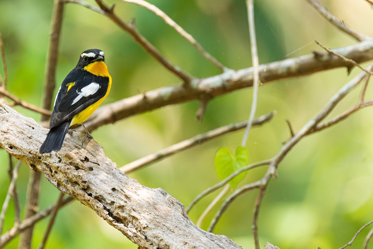 Даурская желтоспинная мухоловка - ML636535469