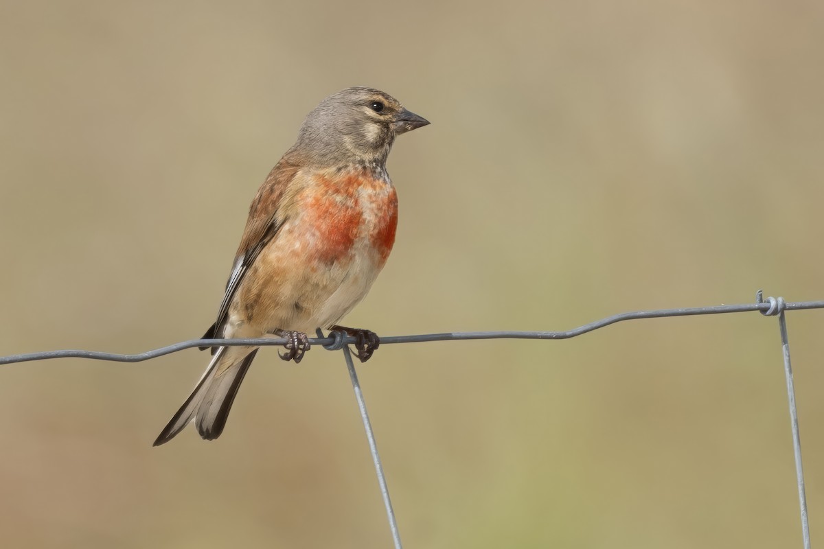 Eurasian Linnet - ML636535521