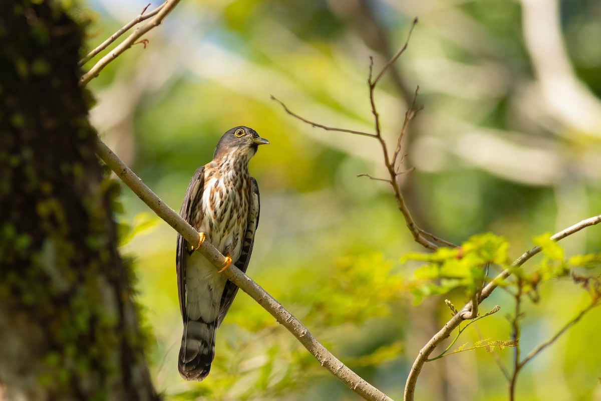 Hodgson's Hawk-Cuckoo - ML636535531