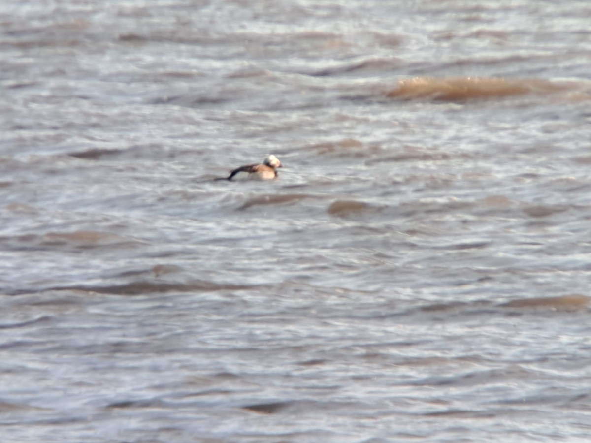 Long-tailed Duck - ML636535541